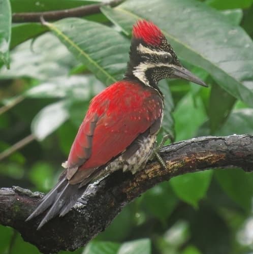 Red-backed Flameback