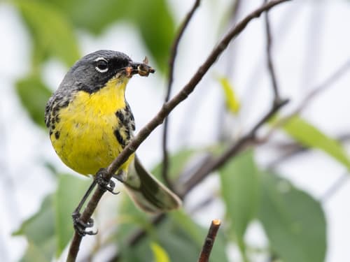 Kirtland's Warbler