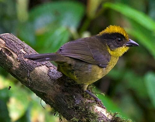 Chocó Brushfinch