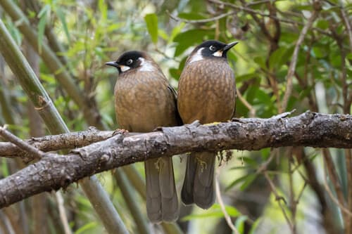 Black-faced Laughingthrush