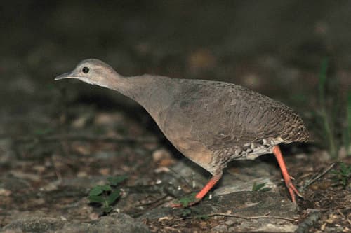 Thicket Tinamou
