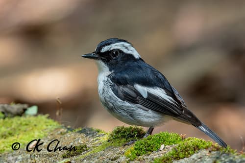 Little Pied Flycatcher