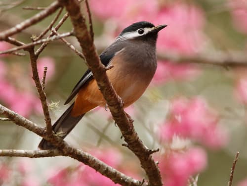 White-eared Sibia