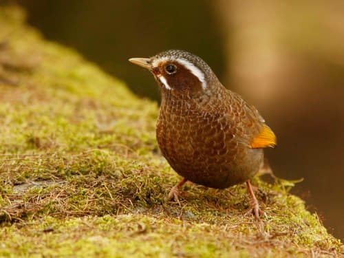 White-whiskered Laughingthrush