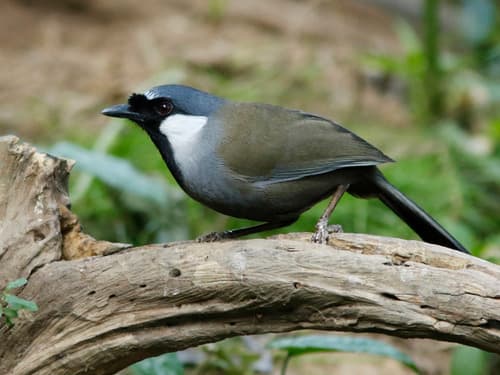 Black-throated Laughingthrush
