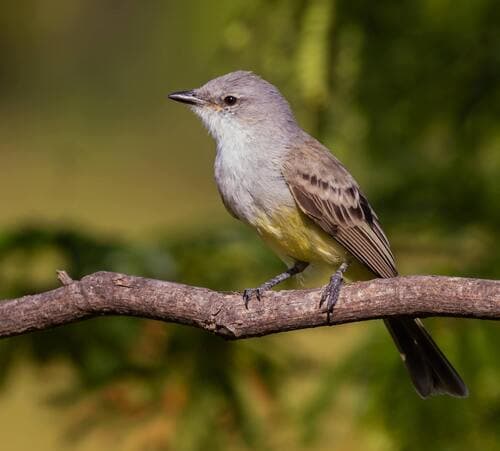 Suiriri Flycatcher