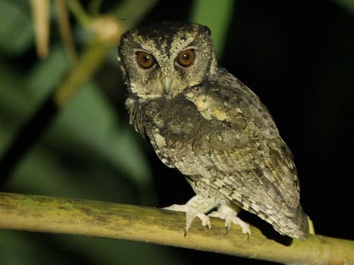 Sunda Scops-Owl