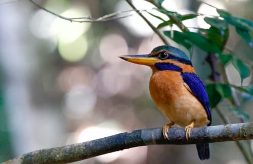 Rufous-collared Kingfisher