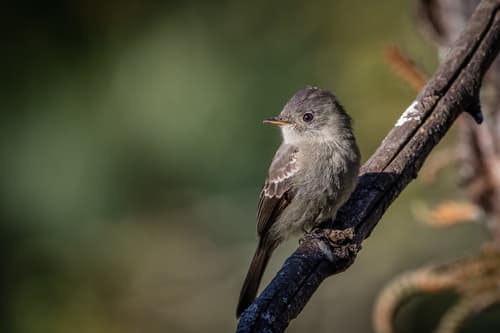 Southern Tropical Pewee