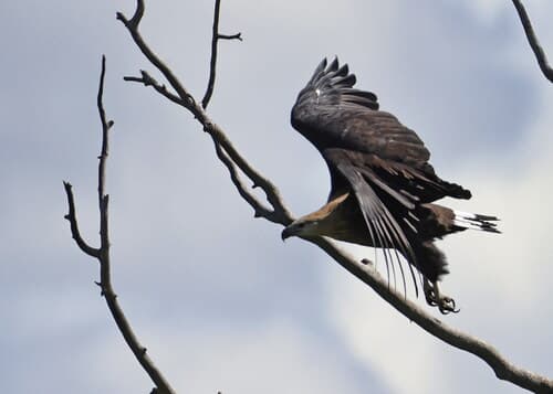 Pallas's Fish-Eagle