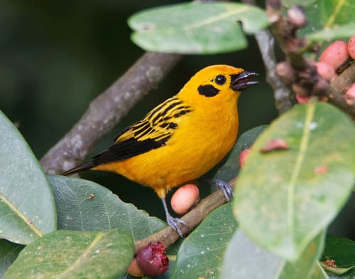 Golden Tanager