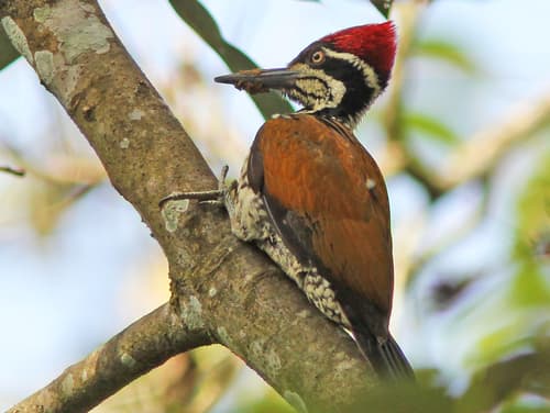 Malabar Flameback