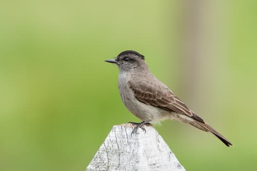 Crowned Slaty Flycatcher