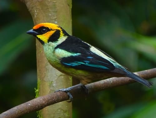 Flame-faced Tanager