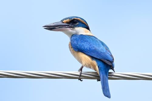 Pacific Kingfisher