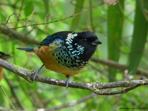 Spangle-cheeked Tanager