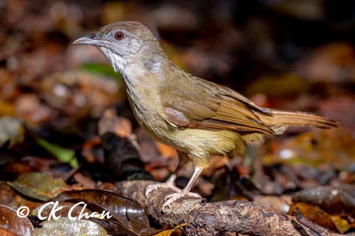 Grey-cheeked Bulbul