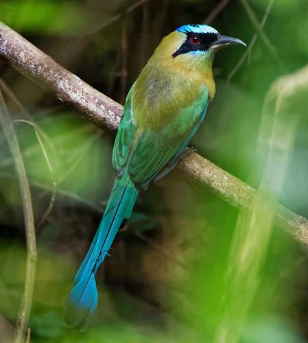 Whooping Motmot