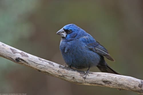 Ultramarine Grosbeak