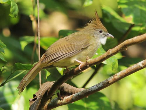 Puff-throated Bulbul
