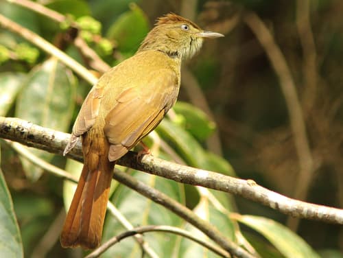 Grey-eyed Bulbul