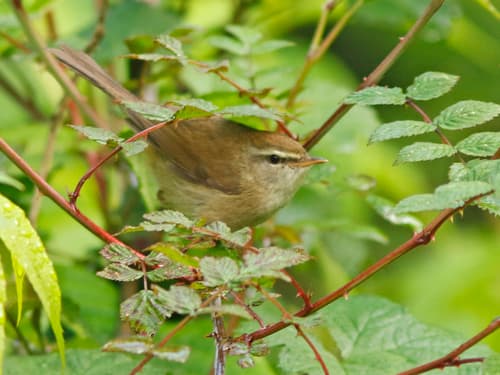 Aberrant Bush Warbler