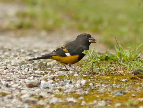 White-winged Grosbeak