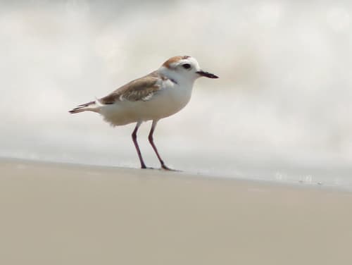 White-faced Plover