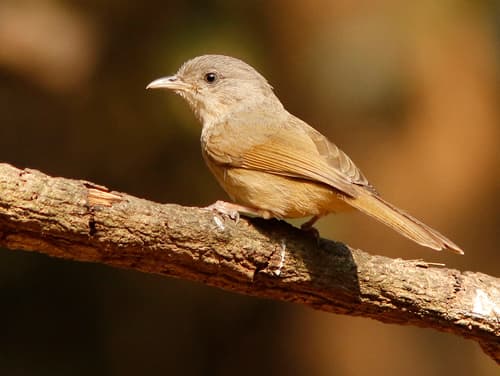Brown-cheeked Fulvetta