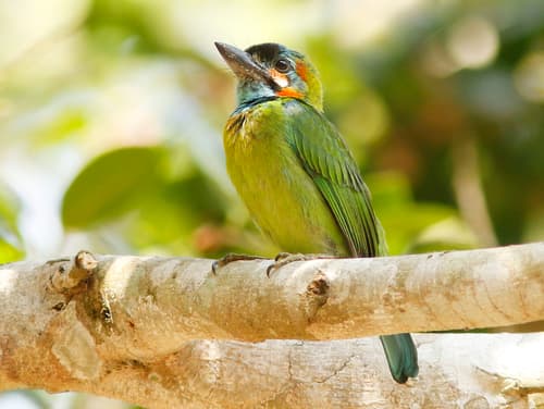 Blue-eared Barbet