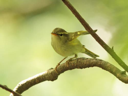 Claudia's Leaf Warbler