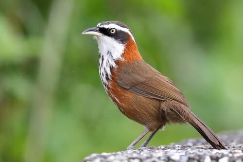 Taiwan Scimitar-Babbler