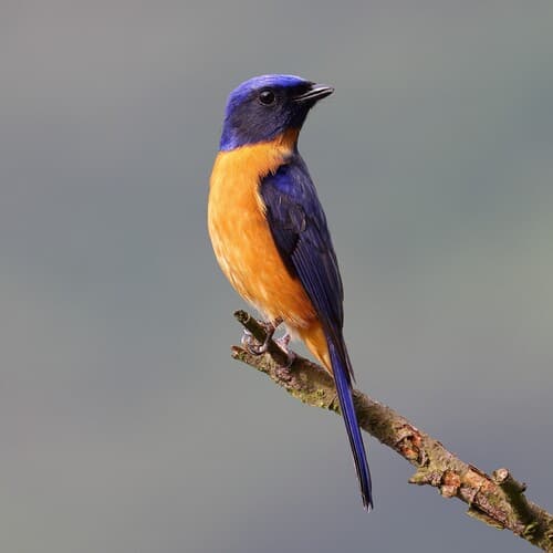 Taiwan Vivid Niltava