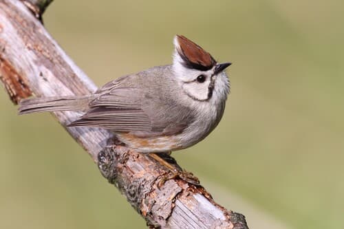 Taiwan Yuhina