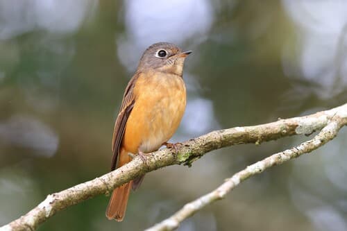Ferruginous Flycatcher
