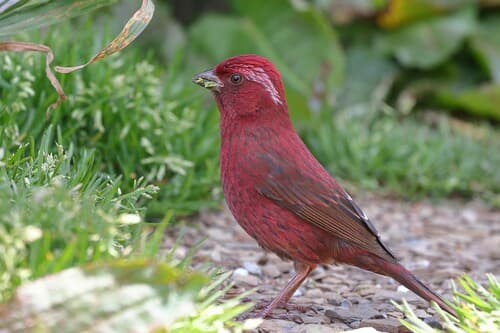 Taiwan Rosefinch