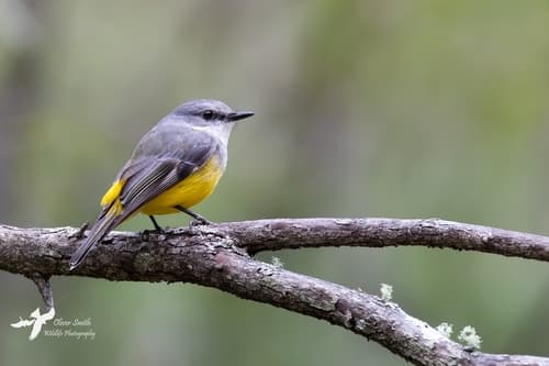 Western Yellow Robin