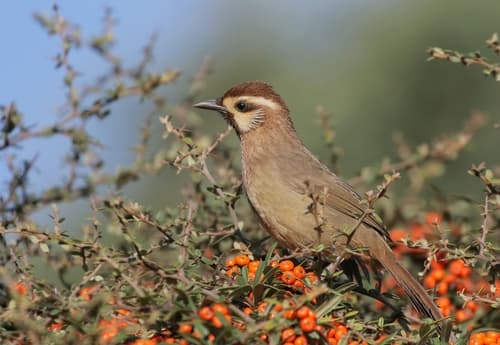 White-browed Laughingthrush