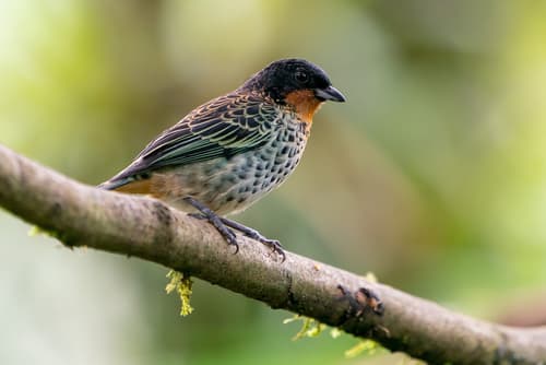 Rufous-throated Tanager