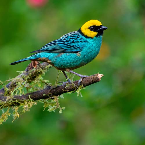 Saffron-crowned Tanager
