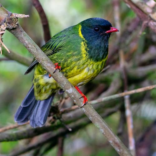Green-and-black Fruiteater
