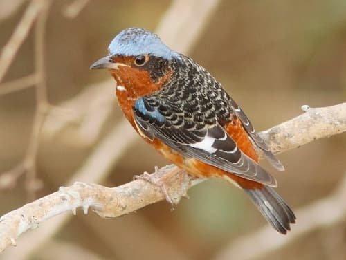 White-throated Rock-Thrush