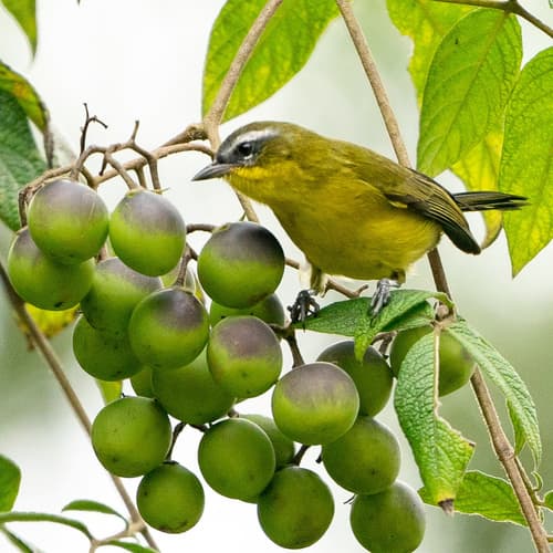 Superciliaried Hemispingus