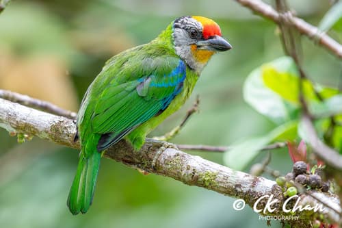 Golden-throated Barbet