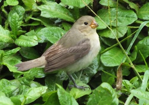 Dull-colored Grassquit
