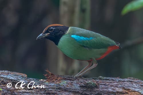 Western Hooded Pitta