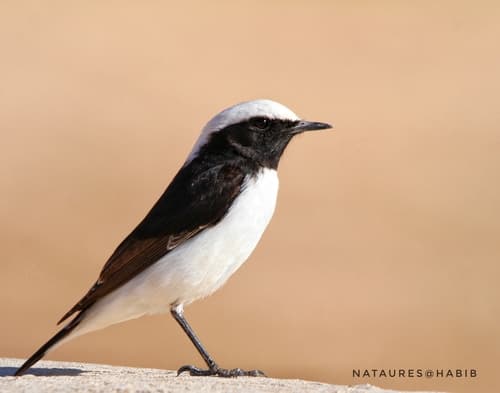 Mourning Wheatear