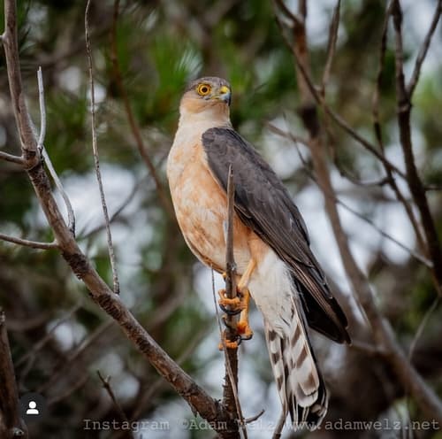Rufous-breasted Sparrowhawk