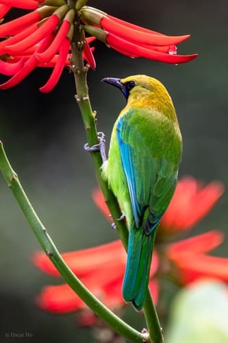 Blue-winged Leafbird