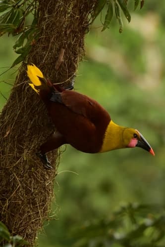 Olive Oropendola